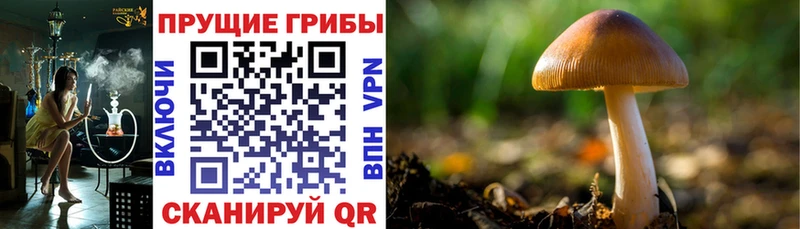 Галлюциногенные грибы MAGIC MUSHROOMS  Горбатов 